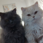 Profilbild für Stefanie M