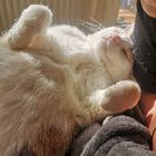 Profilbild für Aylin A