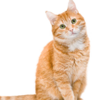 Avatar pour Liticia T