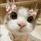 Avatar for Raffaele S