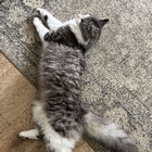 Avatar for Samiyah (Sam) T