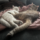 Profilbild für Stella T