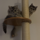 Profilbild für Maureen T