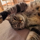 Profilbild für Dalila B