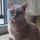 Profilbild für Esmer Merva B