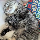 Profilbild für Solmaz H