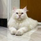 Profilbild für Muhammad A