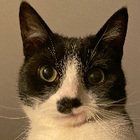 Profielfoto voor Xiao M