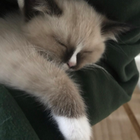 Profielfoto voor Stella Y