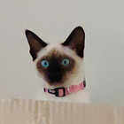 Avatar for Paul S