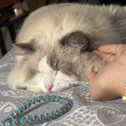 Avatar for Yulin (Lynn) R