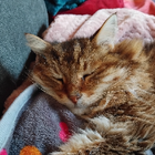 Avatar pour Anne-Sophie R