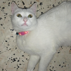 Avatar pour Assia M