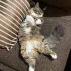 Avatar for Natalie D