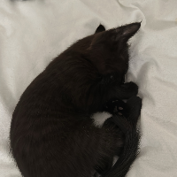 Avatar pour Valentine R