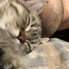 Profilbild für Lyu W