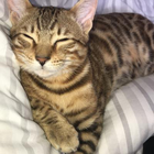 Profilbild für Sara B