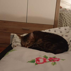 Profilbild für Susanne H