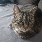 Profilbild für Timo Z