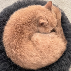 Avatar for Ming (Alice) L