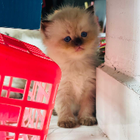 Avatar for Saadiya H