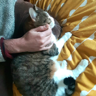 Avatar pour Clément C