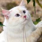 Profilbild für Deyu D