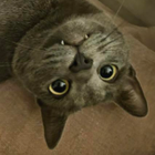 Avatar pour Jean-Baptiste G