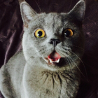 Profilbild für Olivia X