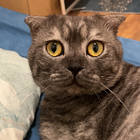 Profilbild für Feiyu D