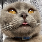 Avatar for Nafisa S