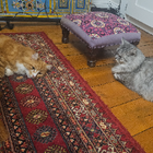 Avatar for Elizabeth M