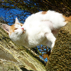 Avatar pour Géraldine G