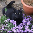 Avatar for Stephanie P