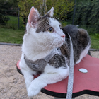 Profilbild für Heni H