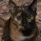 Profilbild für Louis V