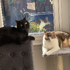 Avatar for Daniella A