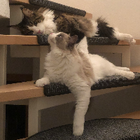 Profilbild für Shanshan Y