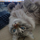 Avatar pour Morgane G