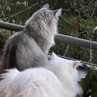 Profilbild für Tanja G