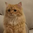 Profilbild für Ala A