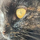 Avatar pour Séverine P