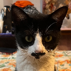 Avatar for Pema D W