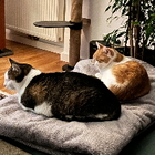 Profilbild für Marcela H