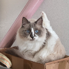 Profilbild für xueyao Z