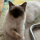 Profilbild für Sarah S