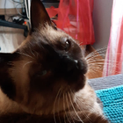 Avatar pour Abigaël D