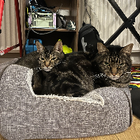 Avatar for Victoria (Vicki) Y