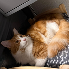 Profilbild für Sarah J