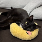 Profilbild für Yifan Z